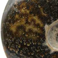 Whole polished ammonite