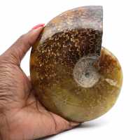 Ammonite stone sale