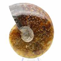 Whole ammonite