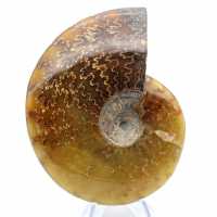 Whole ammonite