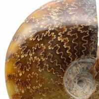 Whole ammonite