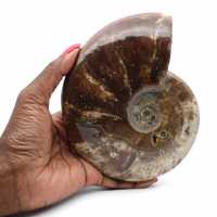 Whole natural fossil ammonite