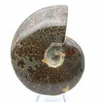 Whole polished ammonite