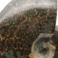 Whole polished ammonite