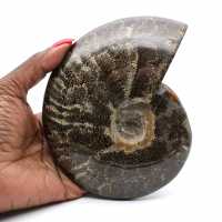 Fossile d'ammonite entière poli