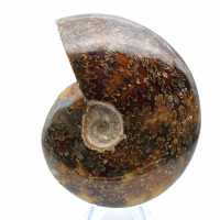 Whole polished ammonite fossil