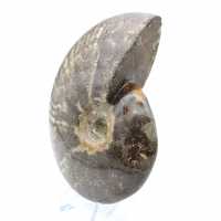 Whole polished ammonite fossil