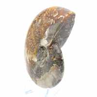 Ammonite naturelle polie fossile