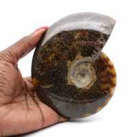 Polished fossilized ammonite