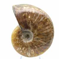 Ammonite polie