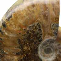 Ammonite polie