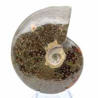 Ammonite entière naturelle polie fossile