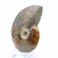 Ammonite entière de Madagascar