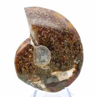 Ammonite entière sciée polie