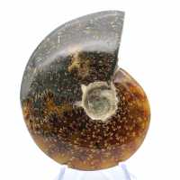 Ammonite entière fossilisée polie