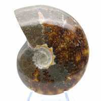 Ammonite polie entière