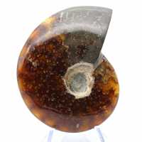 Ammonite fossile entière de Madagascar