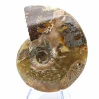 Fossile d'ammonite entière poli