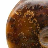 Ammonite polie naturelle de Madagascar