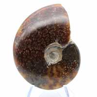 Ammonite sciée polie