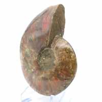 Ammonite une pièce