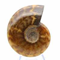 Ammonite naturelle fossile