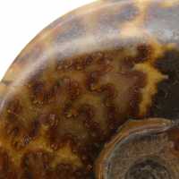 Ammonite naturelle fossile