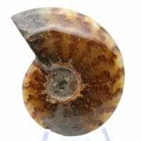 Ammonite polie