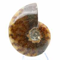 Ammonite polie