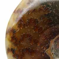 Ammonite polie