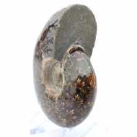 Ammonite polie de Madagascar