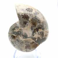 Ammonite fossile de Madagascar