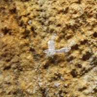 Quartz Faden Himalaya