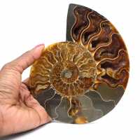 Vendita di pietre ammonite