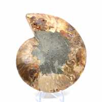 Ammonite fossil from Madagascar