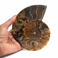 Vendita di pietre ammonite