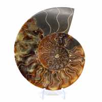 Ammonite fossil one piece