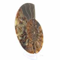 Ammonite fossil one piece