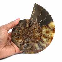 Ammonite stone sale