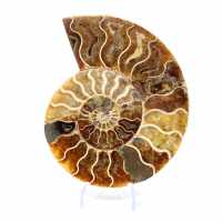 Ammonite de Madagascar