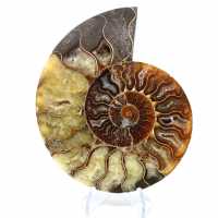 Ammonite fossilisée polie