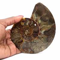 Ammonite naturelle fossile