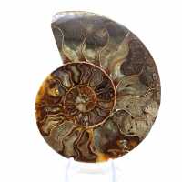 Ammonite naturelle fossile