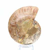 Ammonite naturelle fossile