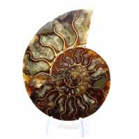 Ammonite une pièce