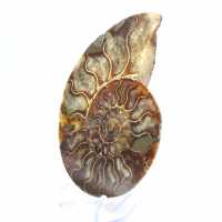 Ammonite une pièce