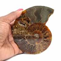 Ammonite naturelle fossile