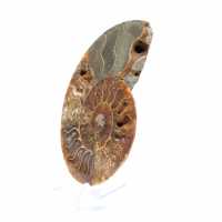 Ammonite naturelle fossile