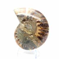 Ammonite une pièce