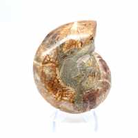 Ammonite sciée polie